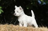 WESTIE 121